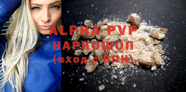 сатива Новозыбков