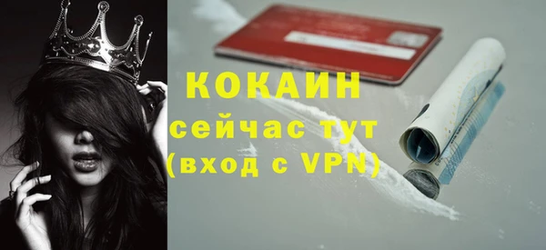 сатива Новозыбков
