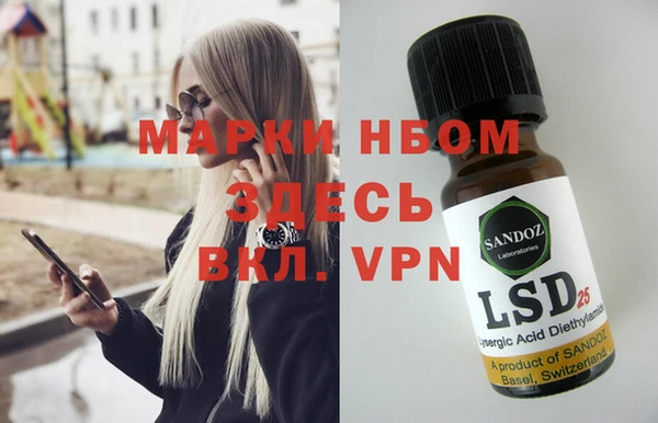 сатива Новозыбков